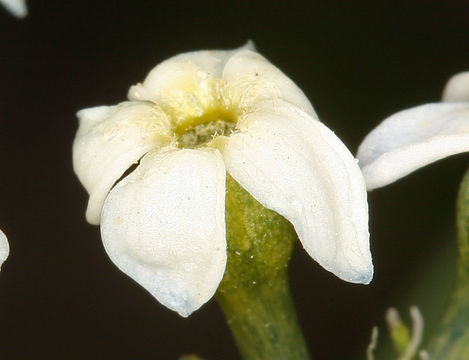 Plancia ëd Amsonia tomentosa Torr. & Frem.