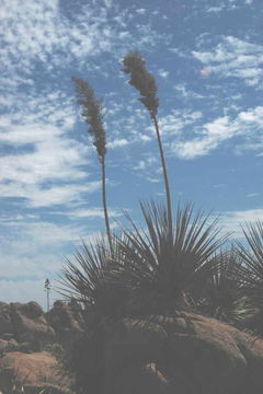 Image of chaparral yucca