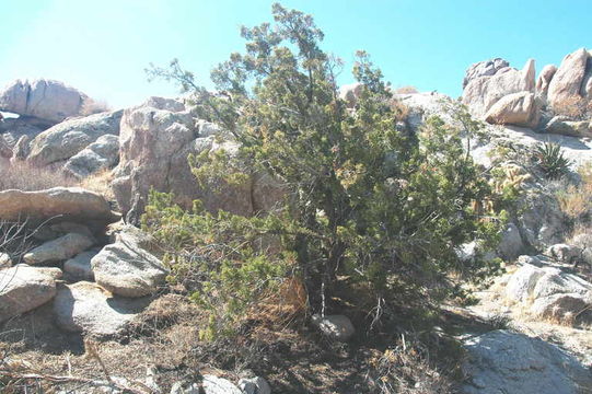 Imagem de Juniperus californica Carrière