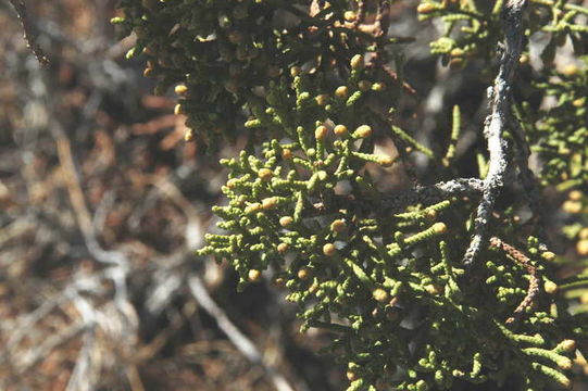 Imagem de Juniperus californica Carrière