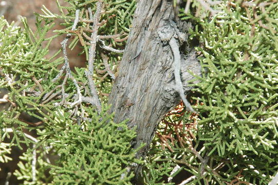 Image of California Juniper