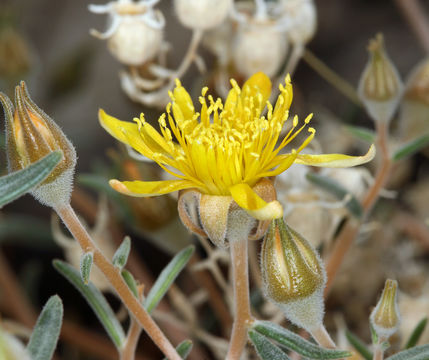 Image of polished blazingstar