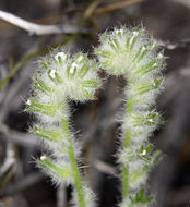 Слика од Cryptantha barbigera (A. Gray) Greene