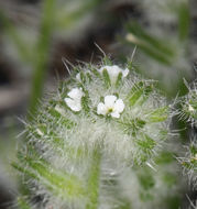 Слика од Cryptantha barbigera (A. Gray) Greene