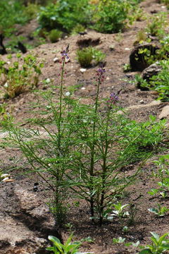 Image of collared annual lupine