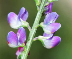 Plancia ëd Lupinus truncatus Hook. & Arn.