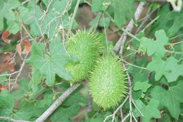 Image of Marah macrocarpa (Greene) Greene