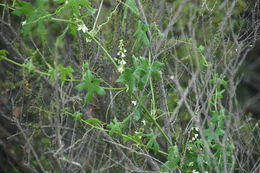 Image of Marah macrocarpa (Greene) Greene