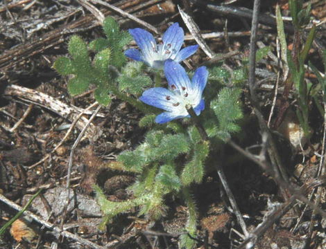 Nemophila menziesii var. integrifolia Brand resmi