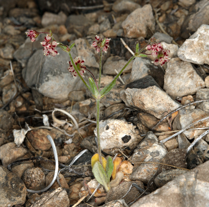 Image of spotted buckwheat