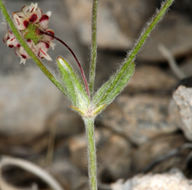 Image of spotted buckwheat