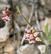 Image of spotted buckwheat