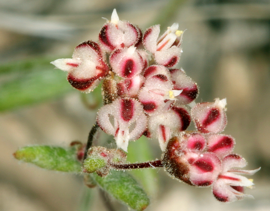 Image of spotted buckwheat