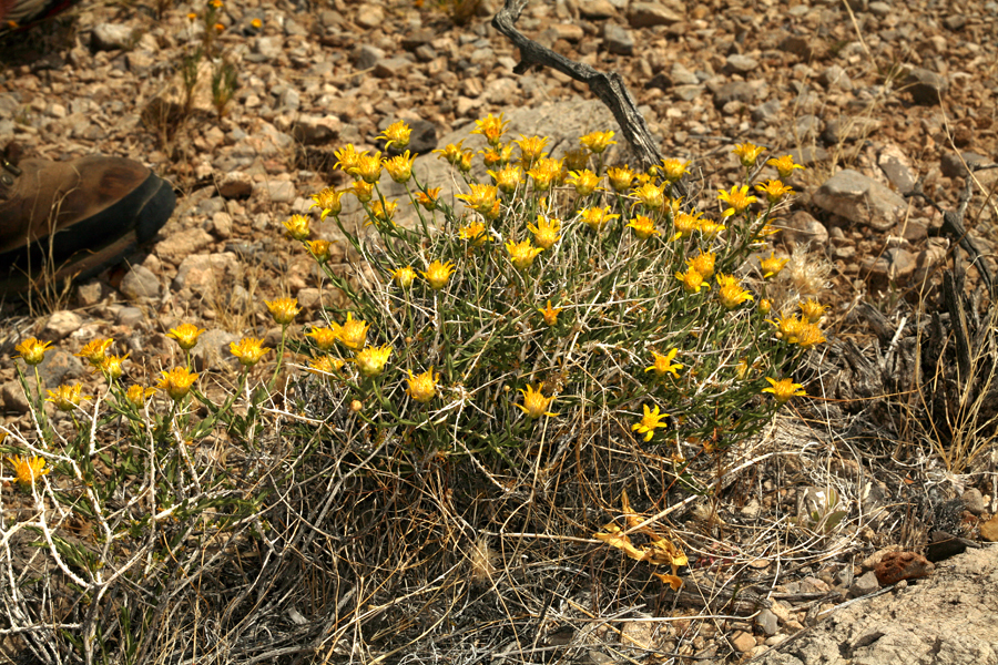 صورة Acamptopappus shockleyi A. Gray