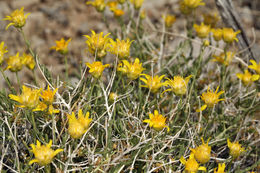 Слика од Acamptopappus shockleyi A. Gray