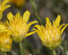 صورة Acamptopappus shockleyi A. Gray