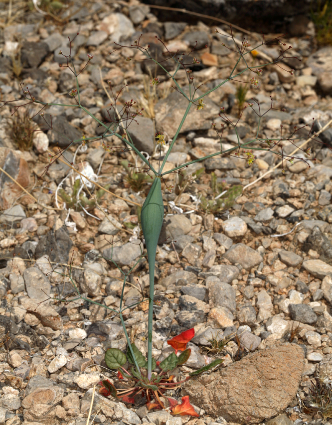 Image of desert trumpet