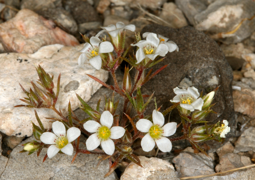 Image de Linanthus demissus (A. Gray) Greene