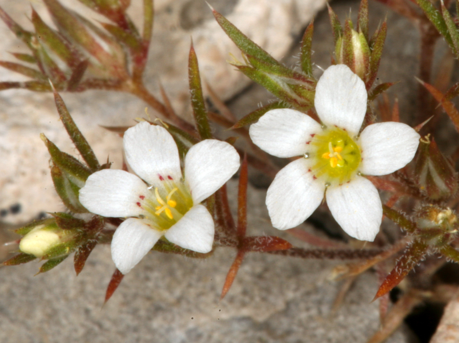 Image de Linanthus demissus (A. Gray) Greene