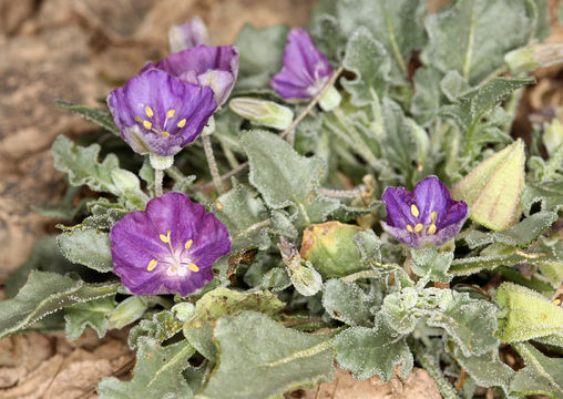 Image of purple groundcherry
