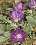 Image of purple groundcherry