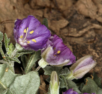 Image of <i>Physalis lobata</i>