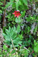 Lilium bolanderi S. Watson resmi