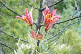 Lilium bolanderi S. Watson resmi