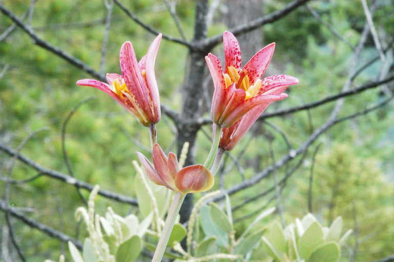 Lilium bolanderi S. Watson resmi