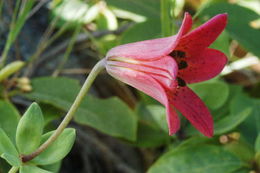 Lilium bolanderi S. Watson resmi