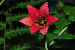 Lilium bolanderi S. Watson resmi