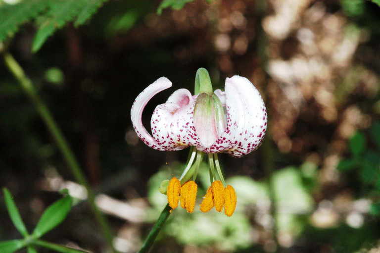 Lilium kelloggii Purdy resmi