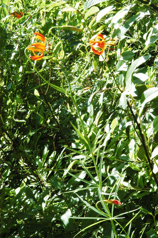 Lilium pardalinum subsp. vollmeri (Eastw.) M. W. Skinner resmi