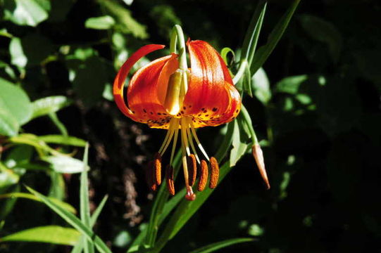 Lilium pardalinum subsp. vollmeri (Eastw.) M. W. Skinner resmi