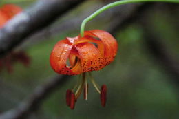 Lilium pardalinum subsp. vollmeri (Eastw.) M. W. Skinner resmi