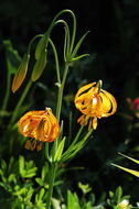 Image de Lilium pardalinum subsp. wigginsii (Beane & Vollmer) M. W. Skinner