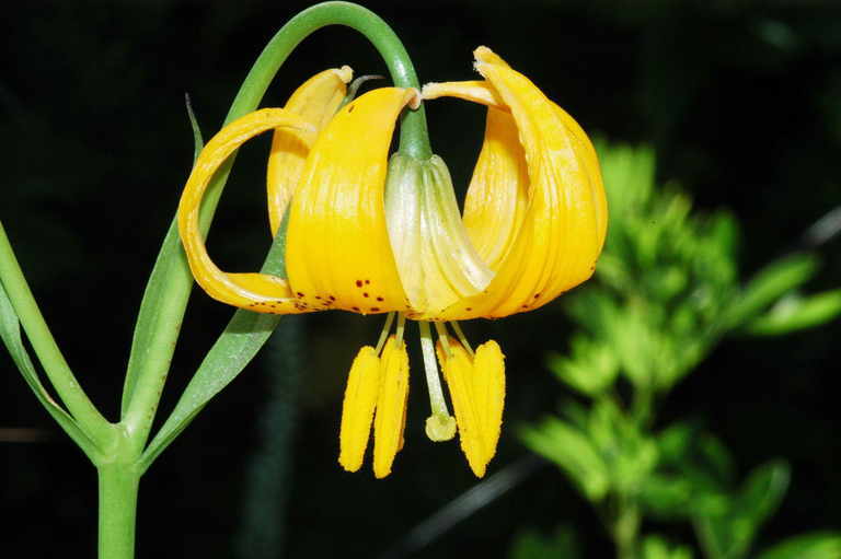 Image de Lilium pardalinum subsp. wigginsii (Beane & Vollmer) M. W. Skinner