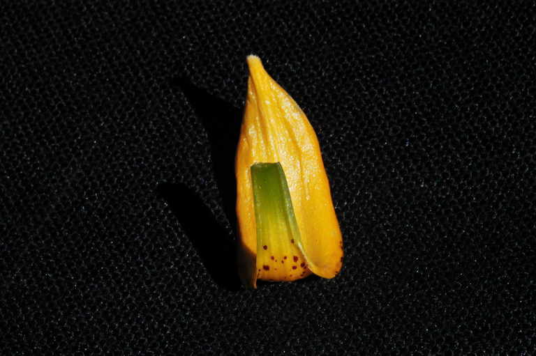 Image de Lilium pardalinum subsp. wigginsii (Beane & Vollmer) M. W. Skinner