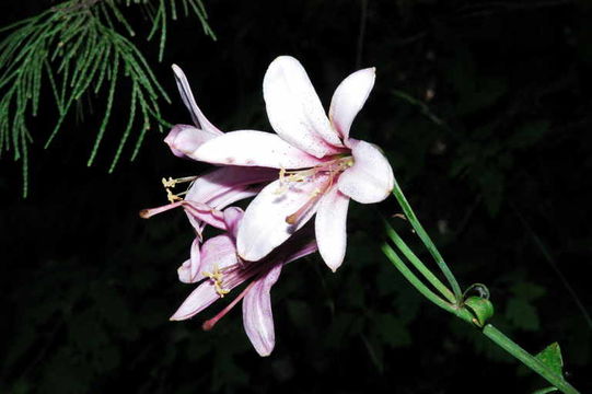 Lilium washingtonianum subsp. purpurascens (Stearn) M. W. Skinner resmi