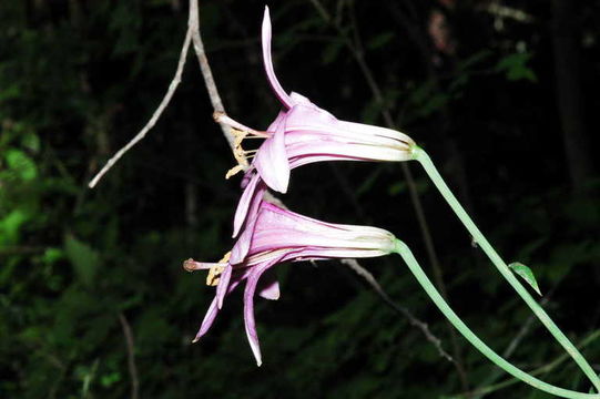 Image of Cascade lily