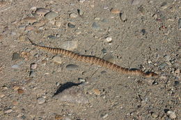 صورة Crotalus mitchellii (Cope 1861)