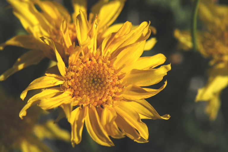 Imagem de Acamptopappus shockleyi A. Gray