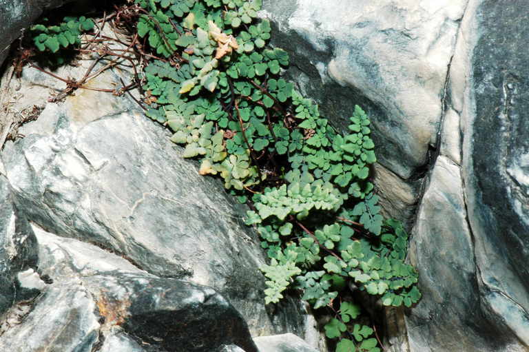 Image of Jones' false cloak fern