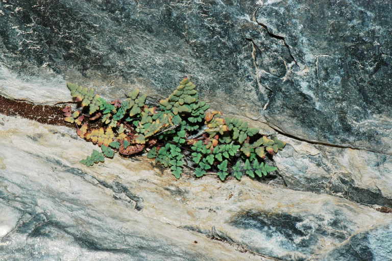 Image of Jones' false cloak fern