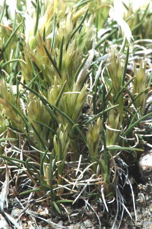 Image of King's eyelashgrass