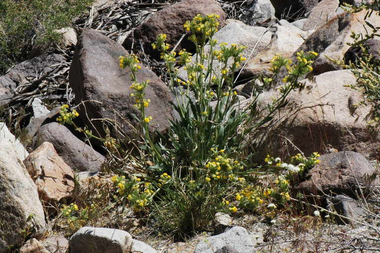 صورة <i>Cryptantha confertiflora</i>