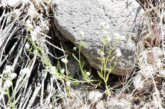 Image of scented cryptantha