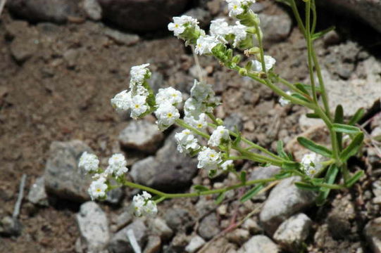 صورة Cryptantha utahensis (A. Gray) Greene