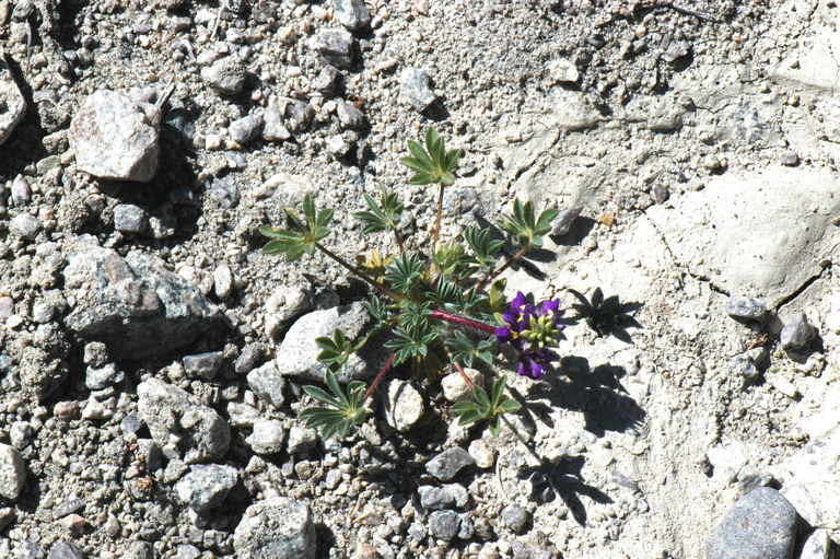 Imagem de Lupinus flavoculatus A. Heller