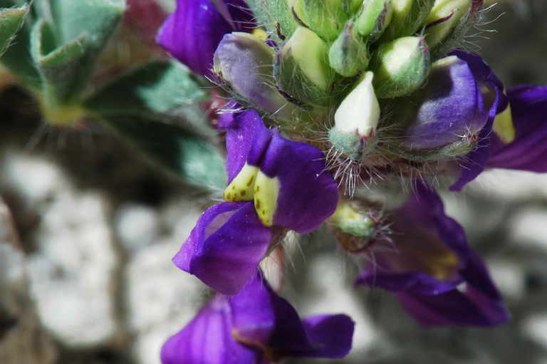 Imagem de Lupinus flavoculatus A. Heller